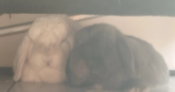 caroline pet sitter à TALUYERS 69440_2