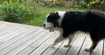 léa dog sitter à VANVES 92170_3