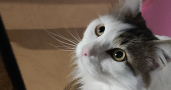 Lea pet sitter à Choisy-le-Roi 94600_5