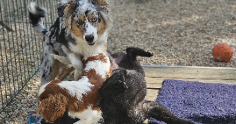 marlene pet sitter à AUNEAU BLEURY ST SYMPHORIEN 28700_20