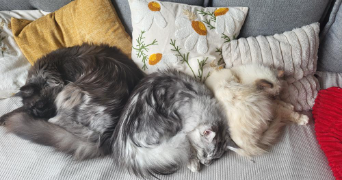 anaïs pet sitter à COURVAUDON 14260_1