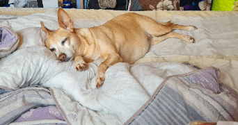 céline pet sitter à BOISSY ST LEGER 94470_5