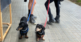 chiara pet sitter à MARSEILLE 06 13006_5