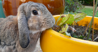 florence pet sitter à PARIS 15 75015_1