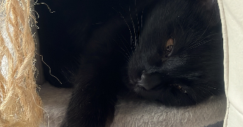 lilia pet sitter à THONON LES BAINS 74200_0