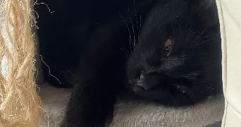 lilia pet sitter à THONON LES BAINS 74200