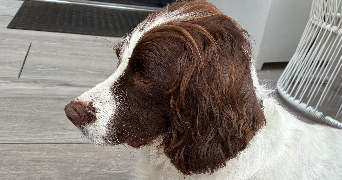 christelle pet sitter à CERNAY 68700_3