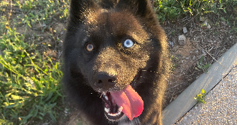 maria rosa pet sitter à Puiseaux 45390_6