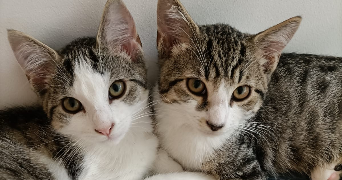 manon pet sitter à GENNEVILLIERS 92230_5