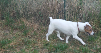 aurore pet sitter à ST REMY EN BOUZEMONT ST GENEST ISSON 51290_4