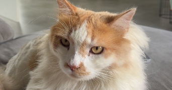 eva pet sitter à BORDEAUX 33300_4