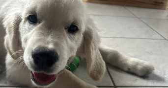 charlene pet sitter à ARQUES LA BATAILLE 76880_1