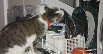 florence pet sitter à OLLIOULES 83190_3