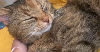 loula pet sitter à VICHY 03200_8