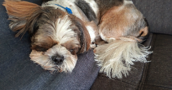 delphine  pet sitter à Vaux-les-Prés 25770_5