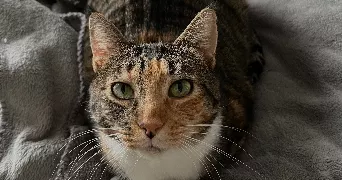 léa pet sitter à TOURS 37200