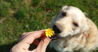 nais pet sitter à LEZAN 30350_3