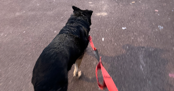 laetitia pet sitter à MAISONS LAFFITTE 78600_6