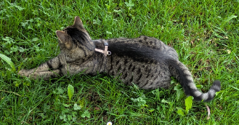 emilie pet sitter à VOGLANS 73420_4