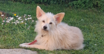 elisa pet sitter à BOE 47550_1