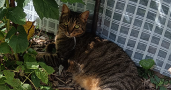 melanie pet sitter à VANDEINS 01660_3