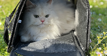 ismahane pet sitter à FRANCONVILLE 95130_4