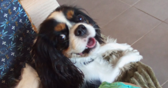 aurelie pet sitter à Cagnes-sur-Mer 06800_12