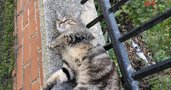 léa pet sitter à ROUEN 76000_7