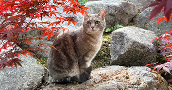 maelle pet sitter à MORSCHWILLER LE BAS 68790_3