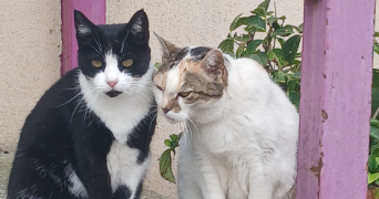 salomé pet sitter à Sarreguemines 57200_2