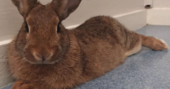 bastien pet sitter à LAVAL 53000_2