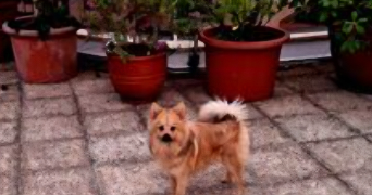 marine pet sitter à PARIS 20 75020_4