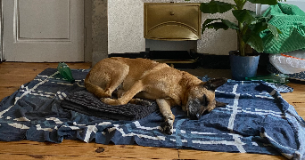 alice pet sitter à ST ETIENNE 42000_6
