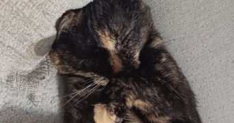 marie pet sitter à HERBITZHEIM 67260_2