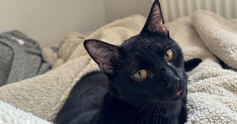 marine pet sitter à MAISONS ALFORT 94700_2