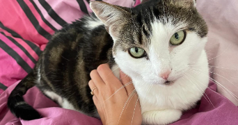 nolwenn pet sitter à AIZENAY 85190_3