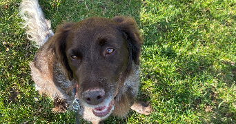 lou pet sitter à Besançon 25000_3