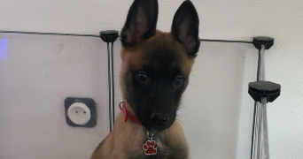 lina pet sitter à MULHOUSE 68200_0