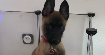 lina pet sitter à MULHOUSE 68200