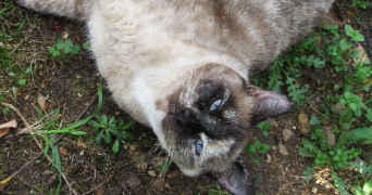 océane  pet sitter à St jean du bois 72430_3