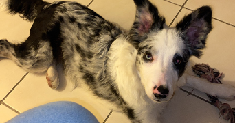 emma pet sitter à LYON 08 69008_4