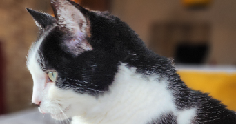 ingrid cat sitter à BONSECOURS 76240_9