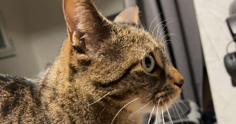 pauline pet sitter à ST PRIEST 69800_4