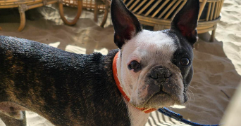 cassandre pet sitter à VILLELONGUE DE LA SALANQUE 66410_5