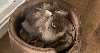 cassandre pet sitter à HAUDRECY 08090_2