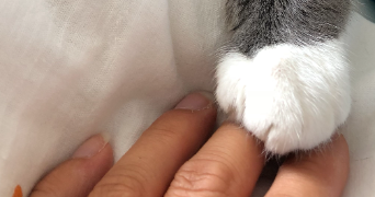 dorothée pet sitter à OBERHAUSBERGEN 67205_0