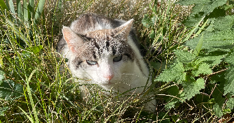 louna pet sitter à AMIENS 80000_3