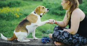delphine pet sitter à HENDAYE 64700_1