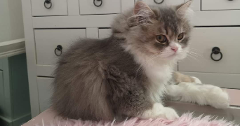 alizee pet sitter à LE HAVRE 76600_4