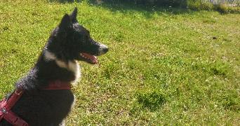 charlotte pet sitter à LA CROIX HELLEAN 56120_4